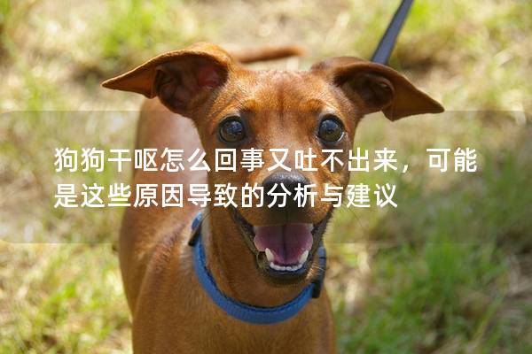 狗狗干呕怎么回事又吐不出来，可能是这些原因导致的分析与建议