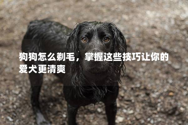 狗狗怎么剃毛，掌握这些技巧让你的爱犬更清爽