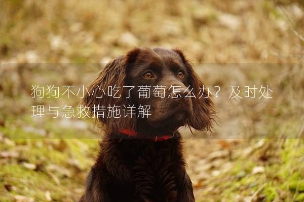 狗狗不小心吃了葡萄怎么办？及时处理与急救措施详解