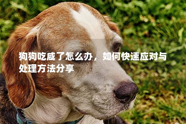 狗狗吃咸了怎么办，如何快速应对与处理方法分享