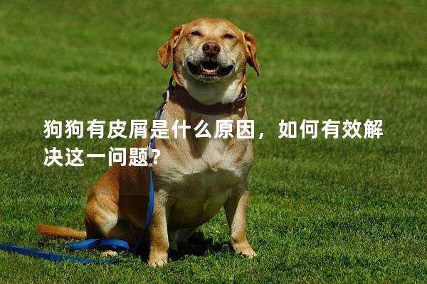 狗狗有皮屑是什么原因，如何有效解决这一问题？