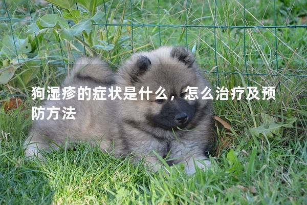狗湿疹的症状是什么，怎么治疗及预防方法