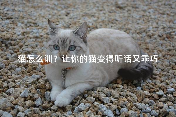 猫怎么训？让你的猫变得听话又乖巧