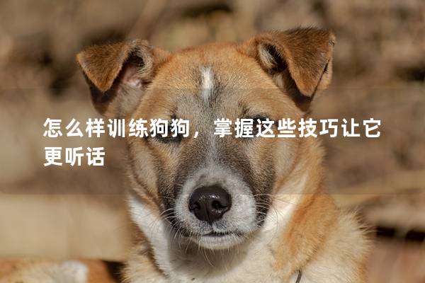 怎么样训练狗狗，掌握这些技巧让它更听话
