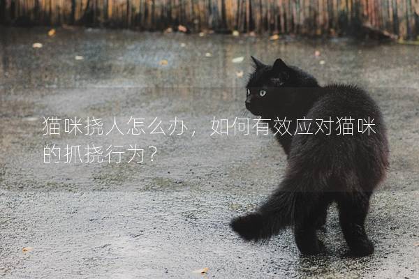猫咪挠人怎么办，如何有效应对猫咪的抓挠行为？
