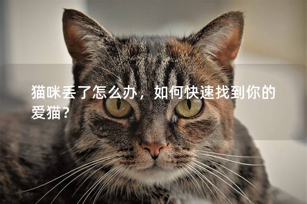 猫咪丢了怎么办，如何快速找到你的爱猫？
