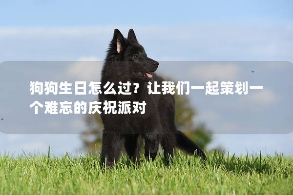 狗狗生日怎么过？让我们一起策划一个难忘的庆祝派对