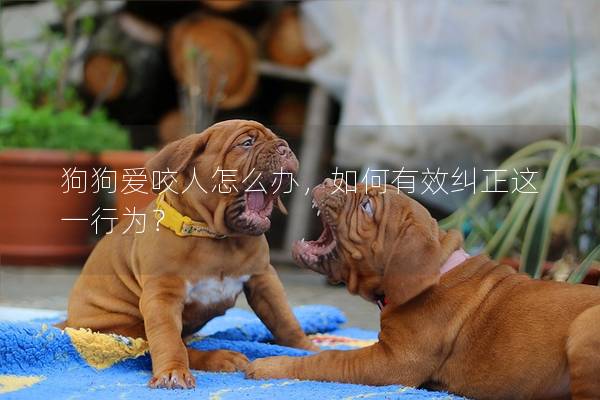 狗狗爱咬人怎么办，如何有效纠正这一行为？