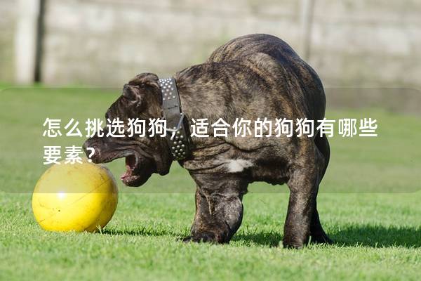 怎么挑选狗狗，适合你的狗狗有哪些要素？