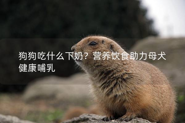 狗狗吃什么下奶？营养饮食助力母犬健康哺乳