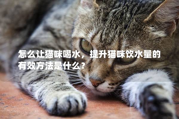 怎么让猫咪喝水，提升猫咪饮水量的有效方法是什么？