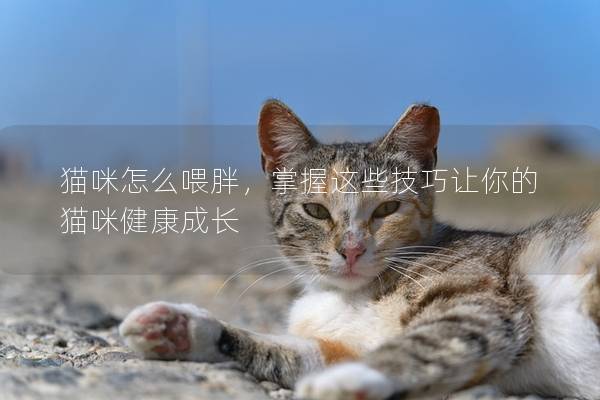 猫咪怎么喂胖，掌握这些技巧让你的猫咪健康成长