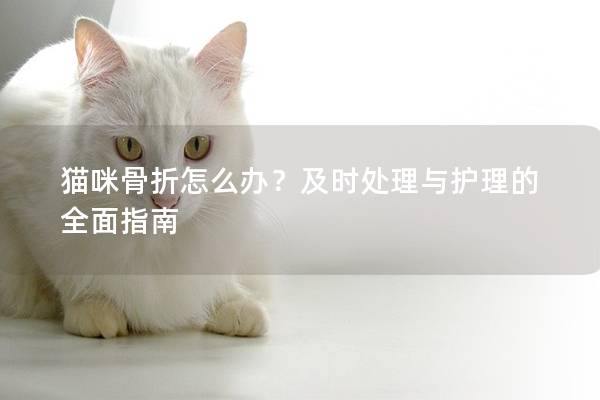 猫咪骨折怎么办？及时处理与护理的全面指南