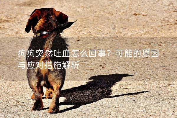 狗狗突然吐血怎么回事？可能的原因与应对措施解析