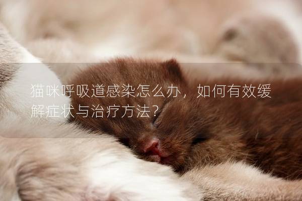 猫咪呼吸道感染怎么办，如何有效缓解症状与治疗方法？