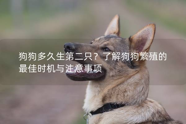 狗狗多久生第二只？了解狗狗繁殖的最佳时机与注意事项