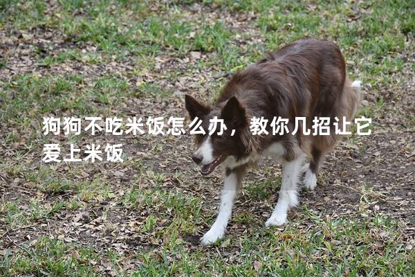 狗狗不吃米饭怎么办，教你几招让它爱上米饭