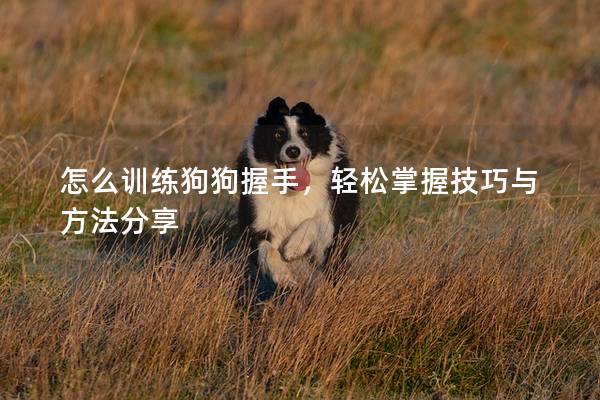 怎么训练狗狗握手，轻松掌握技巧与方法分享