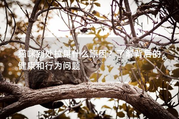 猫咪到处拉屎什么原因？了解背后的健康和行为问题