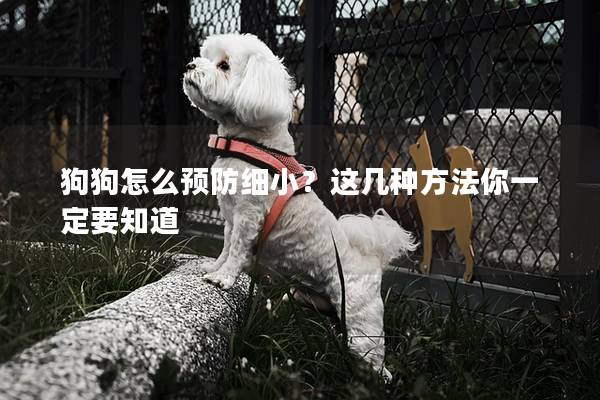 狗狗怎么预防细小？这几种方法你一定要知道