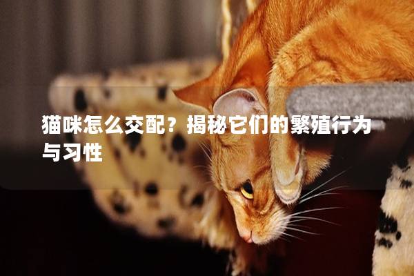 猫咪怎么交配？揭秘它们的繁殖行为与习性