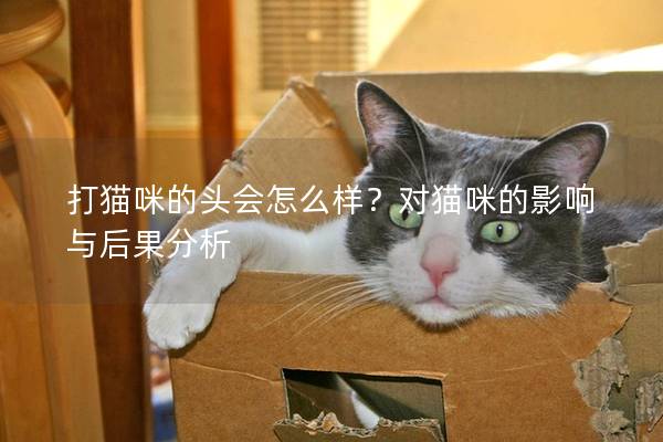 打猫咪的头会怎么样？对猫咪的影响与后果分析