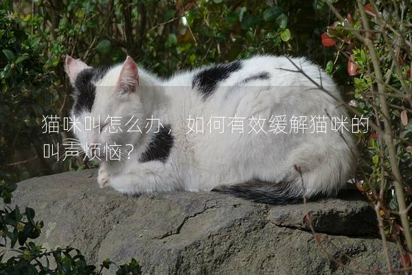 猫咪叫怎么办，如何有效缓解猫咪的叫声烦恼？