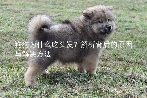 狗狗为什么吃头发？解析背后的原因与解决方法