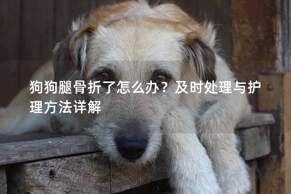 狗狗腿骨折了怎么办？及时处理与护理方法详解