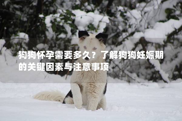 狗狗怀孕需要多久？了解狗狗妊娠期的关键因素与注意事项