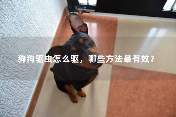 狗狗驱虫怎么驱，哪些方法最有效？