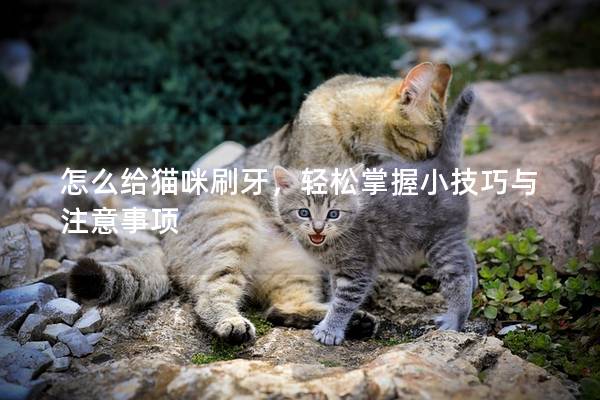 怎么给猫咪刷牙，轻松掌握小技巧与注意事项