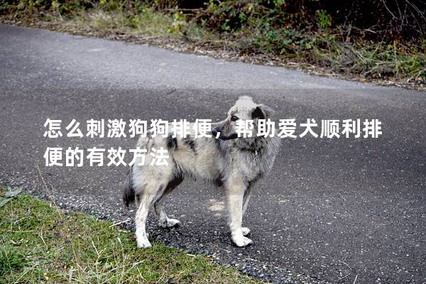怎么刺激狗狗排便，帮助爱犬顺利排便的有效方法