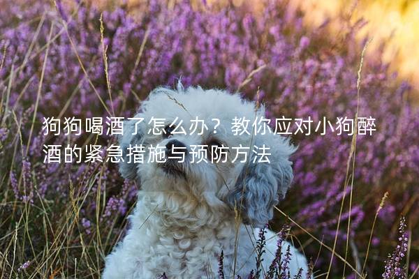 狗狗喝酒了怎么办？教你应对小狗醉酒的紧急措施与预防方法