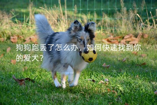 狗狗跑丢了怎么办，如何快速找到你的爱犬？