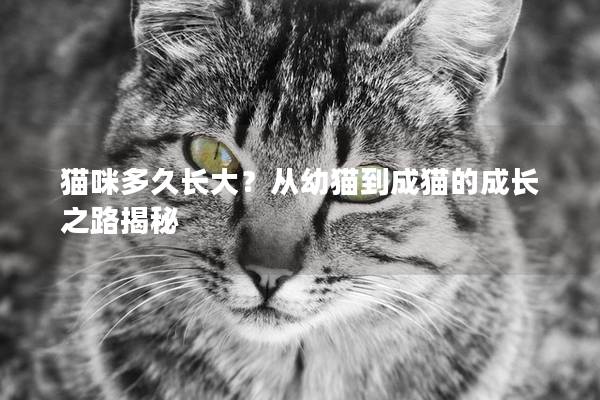 猫咪多久长大？从幼猫到成猫的成长之路揭秘