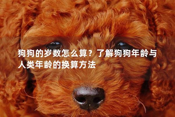 狗狗的岁数怎么算？了解狗狗年龄与人类年龄的换算方法