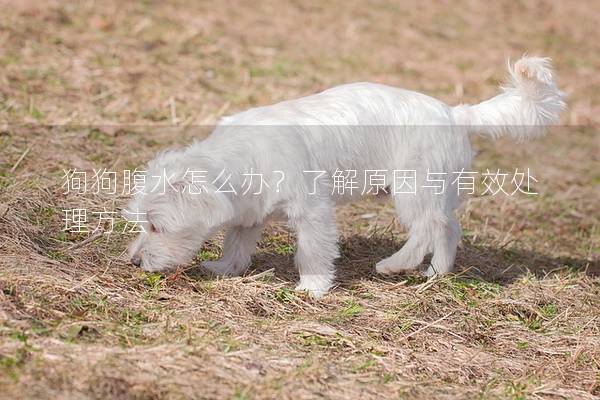 狗狗腹水怎么办？了解原因与有效处理方法