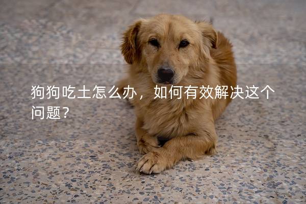 狗狗吃土怎么办，如何有效解决这个问题？