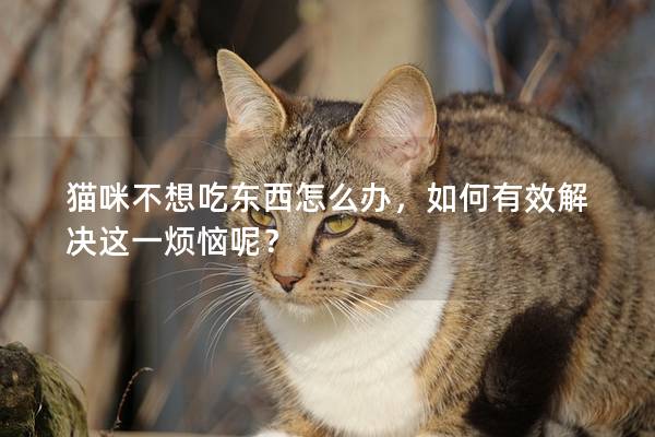 猫咪不想吃东西怎么办，如何有效解决这一烦恼呢？