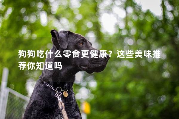 狗狗吃什么零食更健康？这些美味推荐你知道吗