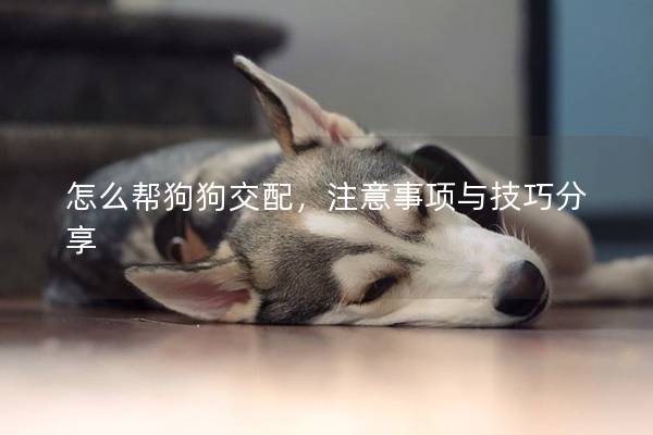 怎么帮狗狗交配，注意事项与技巧分享