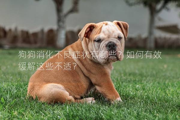 狗狗消化不良症状有哪些？如何有效缓解这些不适？