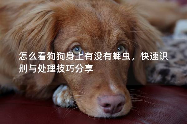 怎么看狗狗身上有没有蜱虫，快速识别与处理技巧分享