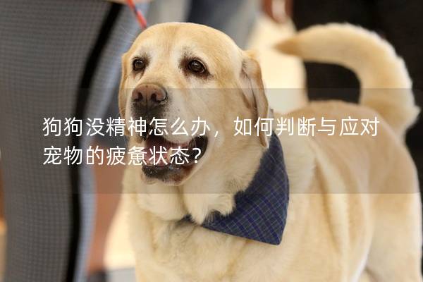 狗狗没精神怎么办，如何判断与应对宠物的疲惫状态？