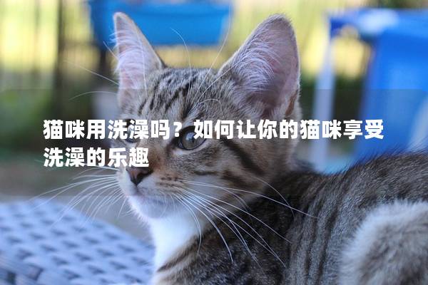 猫咪用洗澡吗？如何让你的猫咪享受洗澡的乐趣