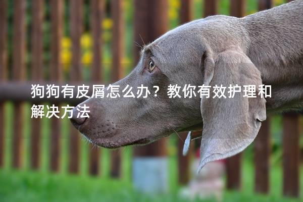 狗狗有皮屑怎么办？教你有效护理和解决方法
