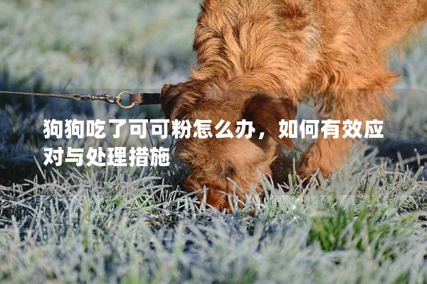 狗狗吃了可可粉怎么办，如何有效应对与处理措施