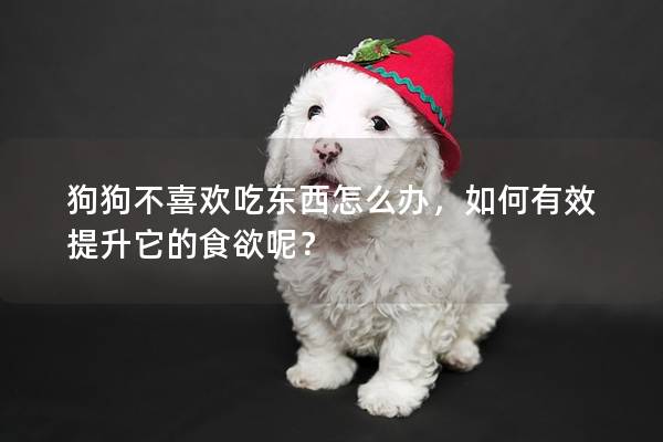 狗狗不喜欢吃东西怎么办，如何有效提升它的食欲呢？