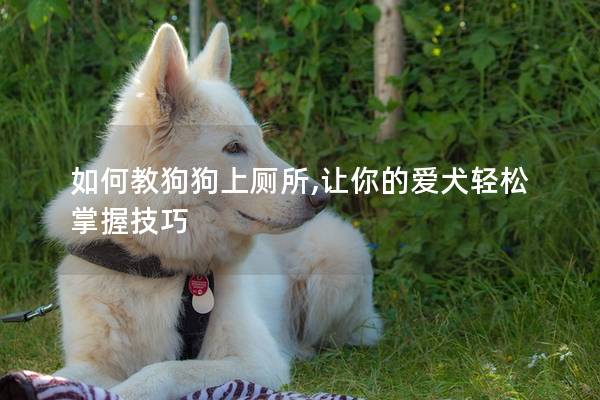 如何教狗狗上厕所,让你的爱犬轻松掌握技巧